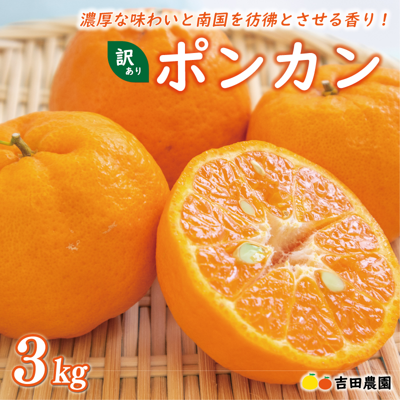 お試し用 訳あり ポンカン 3kg 7000円 みかん mikan 蜜柑 ミカン わけあり ぽんかん 産地直送 国産 農家直送 糖度 期間限定 数量限定 特産品 ゼリー ジュース アイス 冷凍 みかん 等に 人気 限定 甘い フルーツ 果物 柑橘 ビタミン 健康 美味しい おいしい ジューシー 小玉 含む 規格外 サイズ ミックス お試し 試供品 お試し品 少量 吉田農園 愛南町 愛媛県