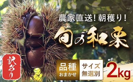 ＜期間限定！＞【訳あり】旬の和栗 2kg　サイズ無選別 品種おまかせ 朝穫り 農家直送  【 ふるさと納税 人気 おすすめ ランキング 栗 くり 渋栗 甘栗 訳あり 無選別  千葉県 大網白里市 送料無料 】AU002