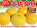 【ふるさと納税】 先行予約 訳あり 土佐文旦 5kg【発送時期 3月】清家ばんかんビレッジ みかん 蜜柑 家庭用 わけあり 大きさ 不揃い サイズミックス フルーツ 果物 くだもの 柑橘 愛媛県 愛南町