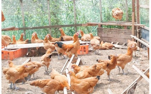 碧南DELIシリーズ 無添加トマトベーコンキッシュ 2個 惣菜 おかず 洋食 トマト ベーコン 野菜 キッシュ 卵 無添加　H080-041