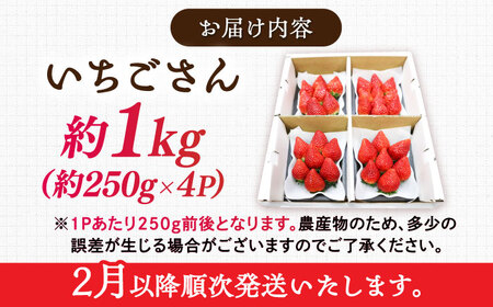 【先行予約】【ジューシーな濃厚いちご】いちごさん 1kg（250g×4パック） / 苺 イチゴ いちご フルーツ 果物 / 佐賀県 / さかもとさんの畑[41ABAA001]