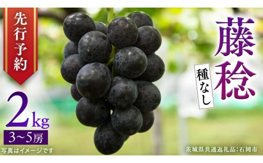 【 2025年9月上旬発送開始 】 種なし 藤稔 約2kg (茨城県共通返礼品 石岡市) 開田ぶどう園 産地直送 フルーツ 甘い 直送 茨城 限定 ギフト ぶどう 果物 [DO011sa]