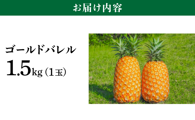 高級感No.1！開発に30年・栽培に3年。パイナップルの最高峰ゴールドバレル1.5kg(1玉)