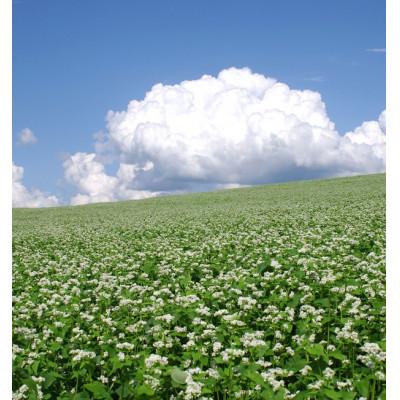 ふるさと納税 深川市 深川産そばの実(500g×2袋) |  | 02