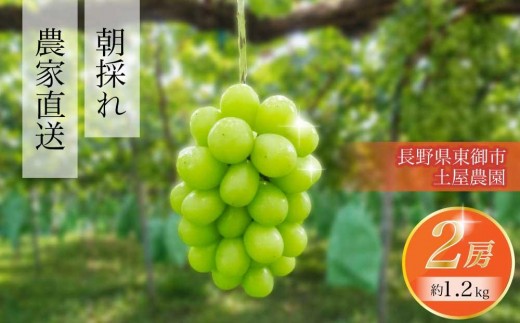 
                  【先行受付2026年発送】農家直送！シャインマスカット２房（約1.2kg）※2026年9月下旬～10月中旬順次発送【土屋農園】
                