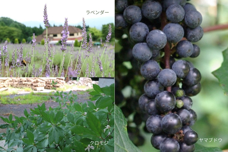 石鹸 美容 岡山県産真庭市蒜山 オーガニック美容石けんミニ3種セット 【savon001-02】