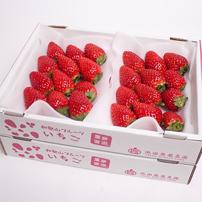 ＜1月より発送＞朝摘み完熟まりひめ約1.2kg(300g前後×4P)【和歌山ブランド苺】【いちご】【配送不可地域：離島・北海道・沖縄県・東北・関東・九州】