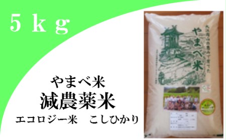 【精米】減農薬米（ こしひかり 100％）５ｋｇ【お米 5kg 令和7年産 2025年産 コシヒカリ 米 精米 エコロジー米 減農薬米 エコファーマー認定 減農薬 減化学肥料 島根県産 大田市産】