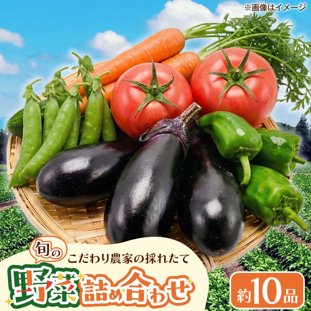 【ふるさと納税】野菜 こだわり農家の採れたて野菜セット / 季節野菜 やさい ベジタブル ほうれん草 小松菜 白菜 大根 特産品 ギフト プレゼント お取り寄せ 詰め合わせ 国産 贈答 老舗 手土産 産地直送 お土産 / 大阪府藤井寺市/農事組合法人農園たかはし[BLCF001]