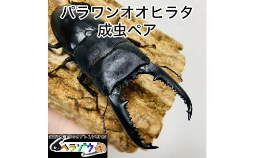 パラワンオオヒラタ 95mmUP 成虫 ペア