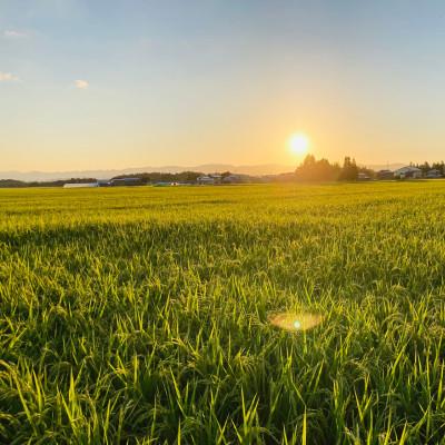 ふるさと納税 新庄市 令和7年産　雪吻(山形県産ササニシキ、精米)5kg |  | 03