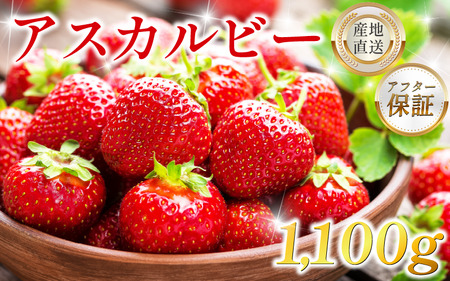 いちご1.1kg アスカルビー【いちご】