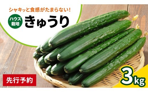 シャキッと美味しい！ 瀬戸内産 きゅうり 約3kg 【2026年9月以降発送】越田農園 離島 国産 野菜 旬の野菜 夏野菜 秋野菜 生かじり お取り寄せ ギフト 産地直送 広島県 大崎上島町