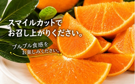 【先行受付】11月中旬発送開始　ぷるぷる食感!「 マドンナ 」約4.5キロ【 訳あり 】【39-97】 / ふるさと納税  みかん ミカン フルーツ 果物  くだもの 柑橘 マドンナ 訳あり 産地直送