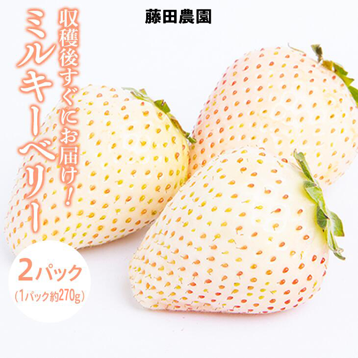 ＜先行予約＞ 鬼怒川の恵みをたっぷり受けた　栃木県上三川（かみのかわ）町産 ミルキーベリー（白いちご）【2パック】 いちご イチゴ 苺 白いちご 白イチゴ 白苺 ミルキーベリー ※2026年1月中旬～3月中旬頃に順次発送予定 ※離島への配送不可