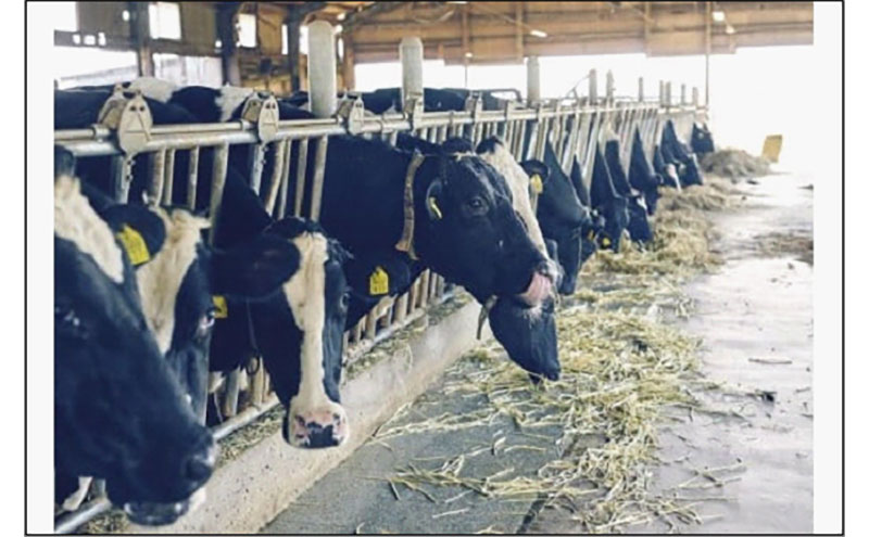 のむヨーグルト伊都物語　伊都の朝ヨーグルトセット