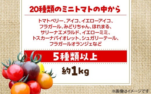 【2027年7月より発送】カラフルミニトマト約1kg(5種以上) 大作農園 北海道壮瞥町 【 ふるさと納税 人気 おすすめ ランキング 先行予約 ミニトマト ミニトマトセット 北海道産トマト トマト 