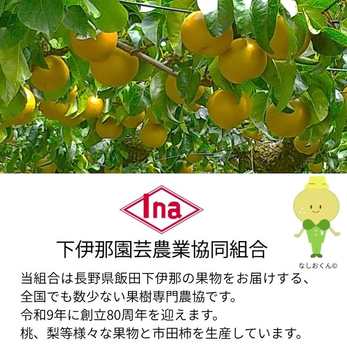 【南信州産】南水梨約2kg 5～6玉入り 糖度14度以上 ＜9月中旬より発送＞