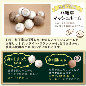 八幡平マッシュルーム1kg 色はおまかせ ／ ジオファーム きのこ 茸 キノコ 料理 