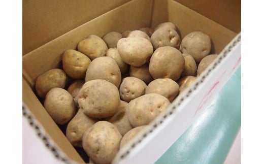 甘くてホクホク！太陽の光をたっぷりと浴びた　北海道真狩村産じゃがいも　キタアカリ「まっかりじゃが」5kg【2025年産】