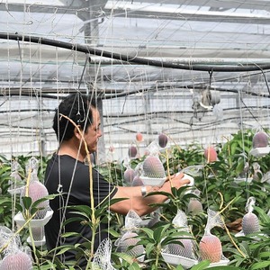 【2025年 発送】＜訳あり＞地下から湧き出る温泉と蒸気熱を利用栽培した温泉 完熟 マンゴー 約1kg(トロピカルファームいぶすき/016-1764) マンゴー フルーツ マンゴー 果物 くだもの 