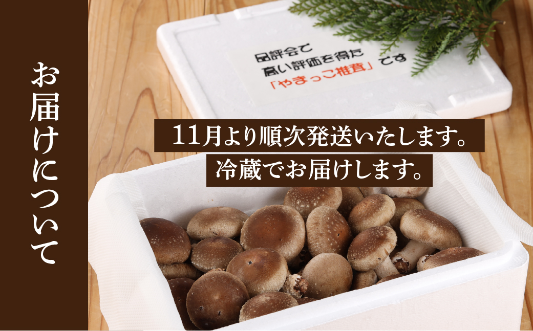 【期間限定】菌床生椎茸　詰め合わせ 1.2kg  しいたけ シイタケ 生しいたけ 下呂温泉【71-3】
