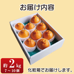 しらぬい 不知火 約 2.3kg 贈答用 化粧箱 7 ～ 10 個 手摘み みかん 柑橘 デコポン 果物 フルーツ 柑橘 ギフト 先行予約 徳島県 阿波市産 サトウ農園