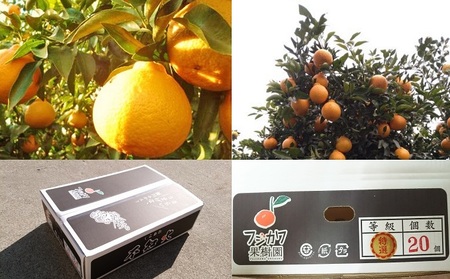2026年先行予約 味自慢！！讃岐しらぬひ　特選20玉 約5kg 果物類 みかん 柑橘類　 