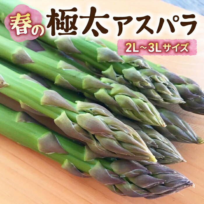 【ふるさと納税】【先行受付2026年発送】農家直送！新鮮！春獲れ極太（2L～3L）アスパラ｜のららぼ農園　※2026年4月上旬～5月下旬発送予定