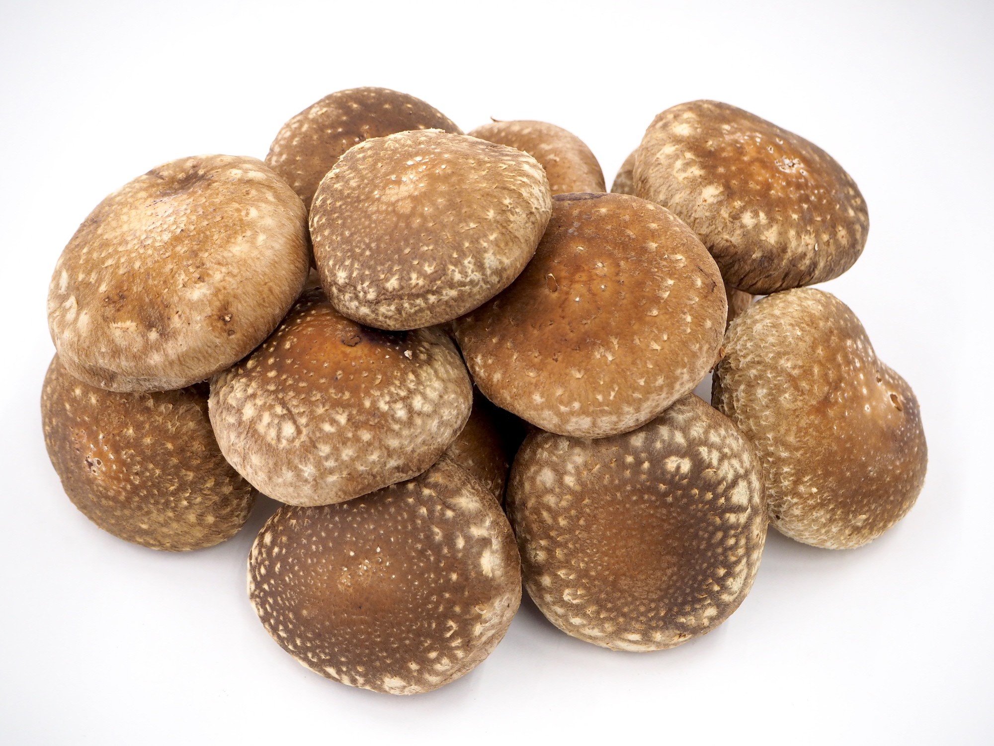 
            【2025年先行予約】加茂市の生しいたけ  約500g（10～15個）《10月下旬～順次発送》青木農園で栽培された椎茸 きのこ 秋の味覚 加茂市 マルダイ有本商店
          