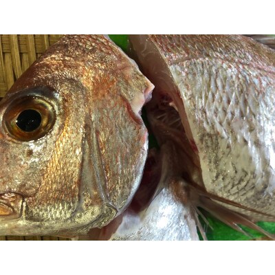 竹中水産の八幡浜発!「天然真鯛〔下処理済)を味わうセット1〜2枚」【D22−276】【配送不可地域：離島・北海道・沖縄県】【1295245】
