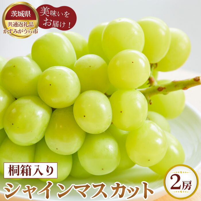 【ふるさと納税】【先行予約】桐箱入りシャインマスカット　2房【茨城県共通返礼品 かすみがうら市】 ／ ぶどう ブドウ 葡萄 フルーツ 果物 贈答用 送料無料 茨城県 No.375