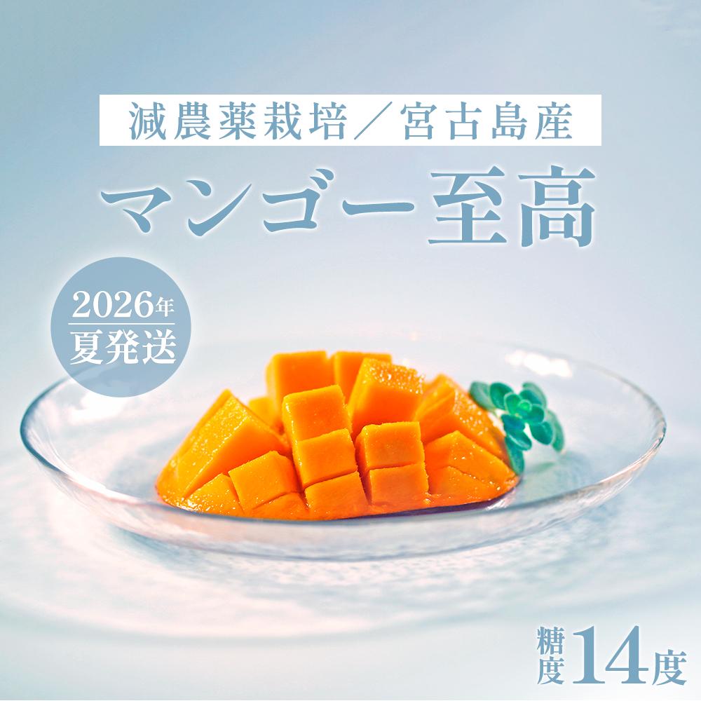 【ふるさと納税】《先行予約》沖縄県宮古島産 減農薬栽培マンゴー 2kg【優品】｜贈答用・糖度14度以上！｜琉球マルシェ|贈答優品数量限定マンゴーフルーツ名産品ご当地人気ギフトプレゼントおすすめお取り寄せ送料無料沖縄宮古島南国