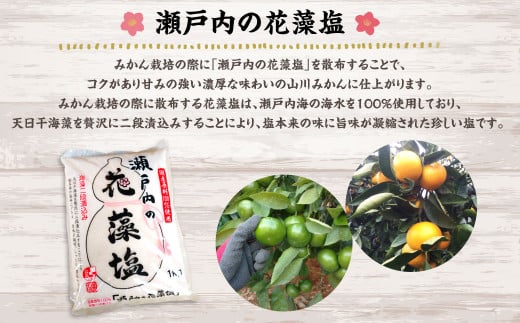 A158 福岡県山川産 塩みかん 10kg 【2025年11月上旬～12月下旬発送予定】 蜜柑 花藻塩_イメージ3
