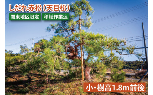 【移植作業込】しだれ赤松（天目松）　（小・樹高1.8ｍ前後）（関東地区限定）事前確認可【赤松 松 しだれ 天目松 吉祥松 関東地区限定 茨城県 鹿嶋市 】（KDM-003）