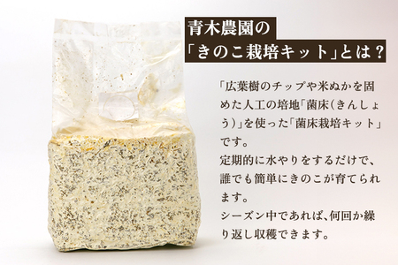 【2025年先行予約】菌床きのこ栽培キット ひらたけ 1株入り《10月上旬から順次発送》栽培キット 自家栽培 きのこ ひらたけ 栽培 初心者でも簡単 自宅 菌床 加茂市 青木農園 きのこ きのこ きの