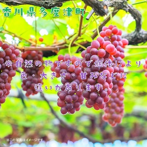 多度津町白方特産 デラウェアぶどう【令和7年7月上旬より発送!予約受付中】【B-20】