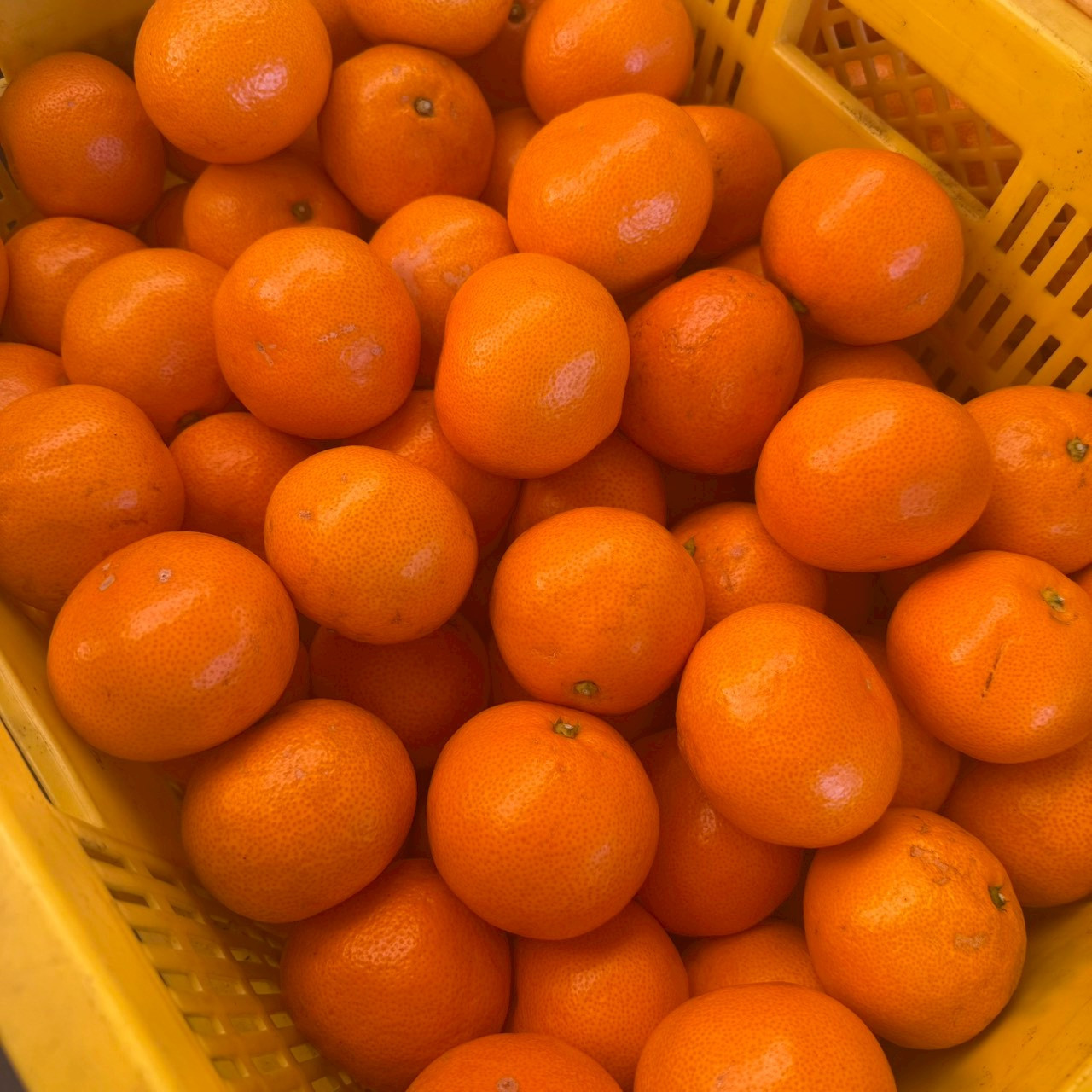 大粒有田みかん 5kg (約35個～40個) DJ044_イメージ2