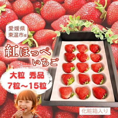 【ふるさと納税】愛媛県東温市産いちご【紅ほっぺ】大粒 秀品 7粒～15粒 化粧箱入り 【甘い フルーツ ケーキ 旬 品種 高級 イチゴ 苺】　お届け：2026年1月中旬～4月中旬