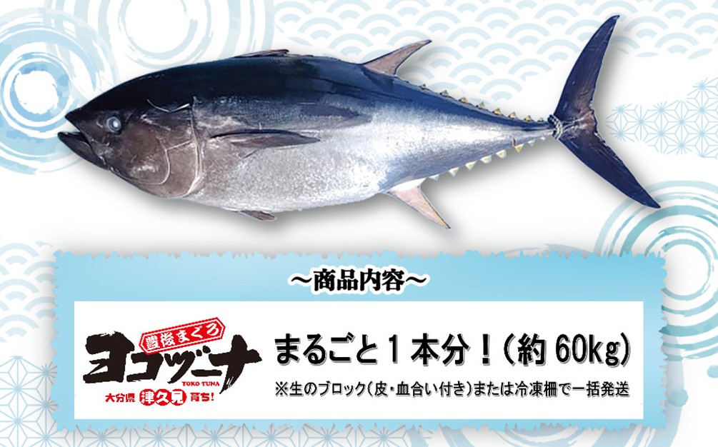 
                  【本マグロ／マグロまるごと1本】豊後まぐろヨコヅーナ 1本分セット | まぐろ1本 マグロ食べ尽くし 本まぐろ 本マグロ 本まぐろ 本鮪 丸ごと 赤身 大トロ 中トロ トロ 刺身 大分県津久見市産 
                