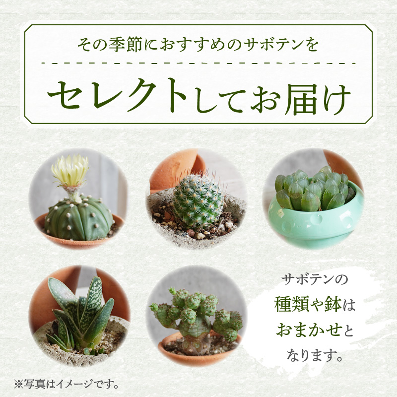 ミニ サボテン セット（5種）
