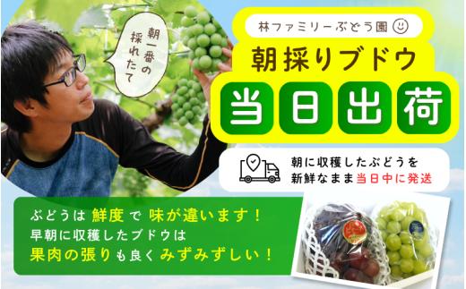 【訳あり】※2026年の予約です！※岡山県産 林ファミリーのシャインマスカット 約1.2kg（約2～3房）【2026年先行予約】 / 葡萄 ぶどう 岡山 真庭市 マスカット ブドウ 果物 フルーツ 新