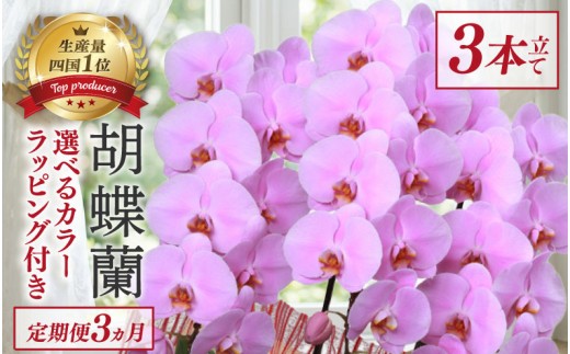 
                  【定期便3ヶ月】 胡蝶蘭 3本立て ピンク スタンダード 花 はな お花 記念日 お祝い プレゼント ギフト 贈答 贈り物 選べる カラー ラッピング 鉢花 鉢植え 洋蘭 洋ラン 冠婚葬祭 蘭 らん 新築祝い 豪華 華 華やか はなやか 敬老 誕生日 人気 ランキング おいわい 開店祝い 開業祝い こちょうらん きねんび 四国 生産数 一位 1位 いちい ふるさと納税 大輪 産地直送
                