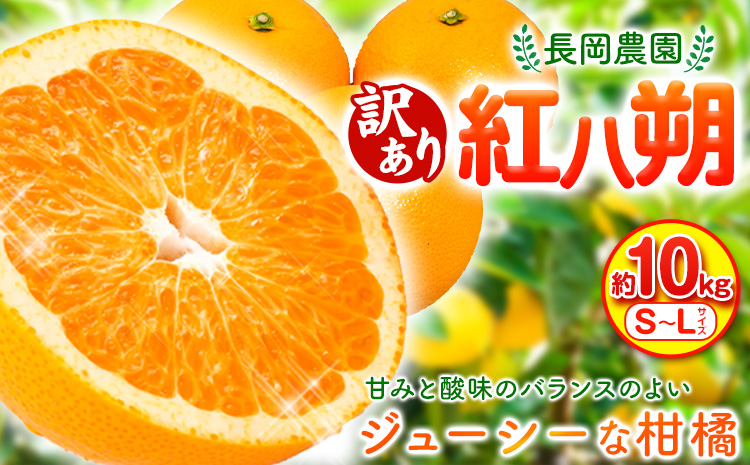 【先行予約】【訳あり】紅八朔 約10kg 長岡農園《2026年3月下旬-5月中旬頃出荷》 和歌山県 日高川町 紅八朔 八朔 はっさく