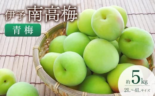 【先行予約】 南高梅 （青梅）約5㎏　2026年6月上旬～6月中旬頃発送　梅 うめ 南高梅 伊予南高梅 佐伯食品 青梅 梅仕事 愛媛県 西条市産