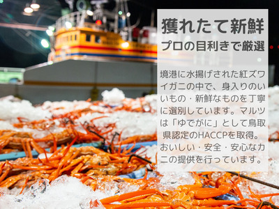 蟹屋の釜茹で紅ずわいがに(大) 1枚 500~600g カニ専門店マルツ 先行受付 M1 1026