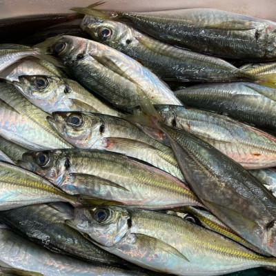 ふるさと納税 伊予市 【吉井鮮魚】アジフライ 個包装 24枚入り |C103 |  | 02
