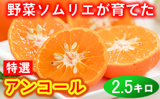 野菜ソムリエ石児さんの「特選 アンコール 2.5kg」 ミカン みかん 蜜柑 柑橘 2.5kg 甘い 柑橘類 アンコール アンコールオレンジ フルーツ 3月 先行予約 ＜103-021_5＞