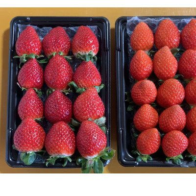 【ふるさと納税】【あまりん・べにたま】食べ比べ2パック(500g) ♪【配送不可地域：離島・北海道・沖縄県・中国・四国・九州】【1587544】