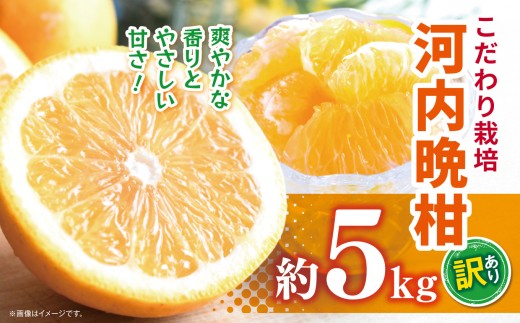 こだわり栽培 訳あり 河内晩柑 約 5kg iFARM 岩城農園 | フルーツ 果物 くだもの 柑橘類 柑橘 晩柑 河内 晩柑 みかん ミカン 訳アリ ご家庭用 家庭用 5キロ 熊本県 玉名市